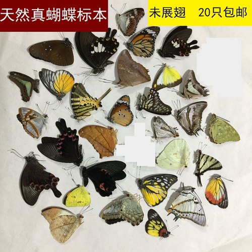 蝴蝶标本工艺品质量怎么样 蝴蝶标本工艺品口碑怎么样 小麦优选