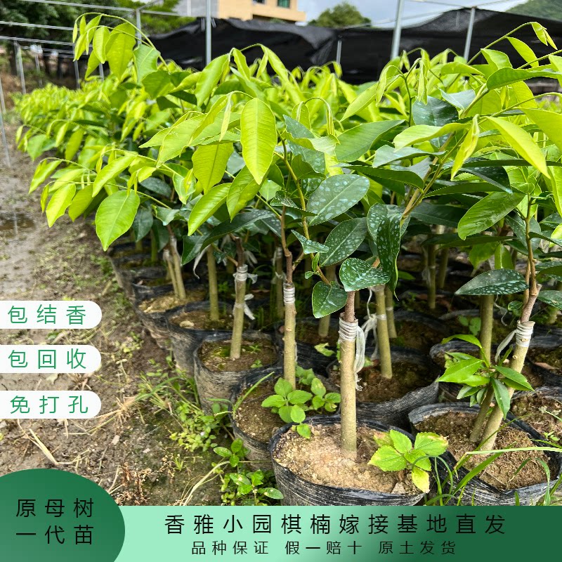 树心棋奇楠沉香树苗正宗名贵原母树一代嫁接木苗绿化盆景栽种常绿