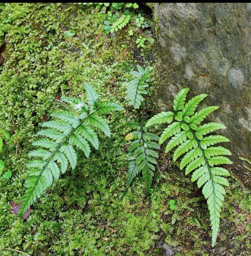 鳞毛蕨肾蕨中型蕨类植物造景主景生态缸乌龟缸庭院绿植盆栽植物