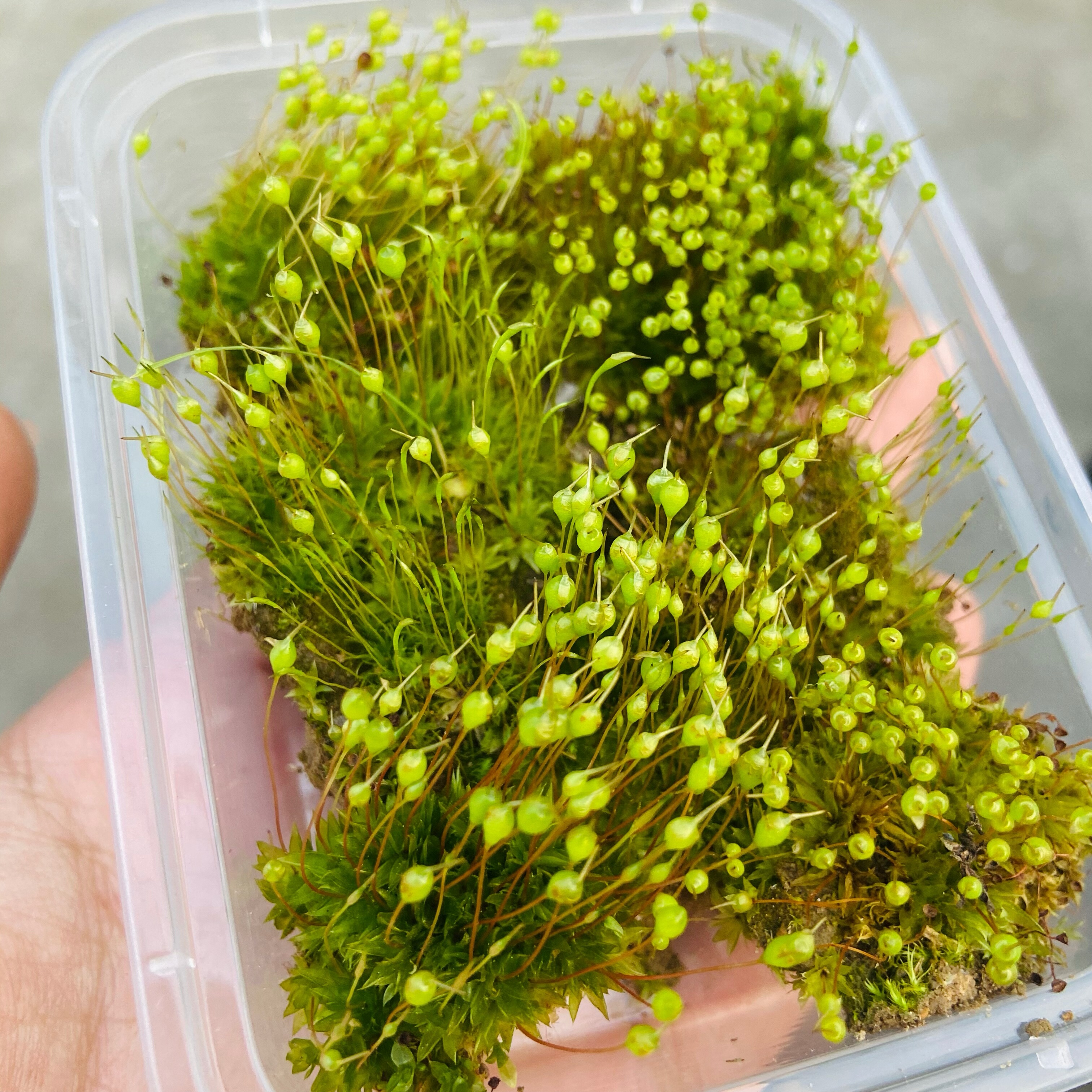 带孢子葫芦藓角苔教学专用学术带孢子蕨类植物肾蕨芒萁学生作业