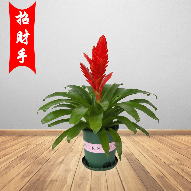 【鸿运当头招财手】盆栽花卉水培植物客厅办公室内花好养四季绿植