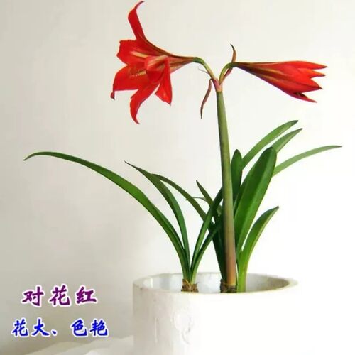 对花兰对兰花苗开大红花清香高端花卉室内盆栽绿植窗台桌面能繁殖