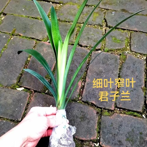 东北细叶窄叶君子兰花苗长叶尖头精品高端雅致室内盆栽绿植桌面