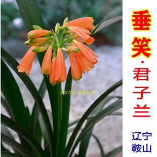 垂笑君子兰花苗窄叶长叶品种细叶尖头精品高端室内绿植办公客厅