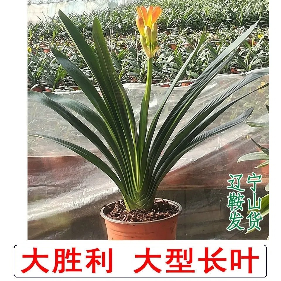 鞍山精品君子兰大胜利花苗窄叶长叶尖头当年开花室内客厅盆栽绿植