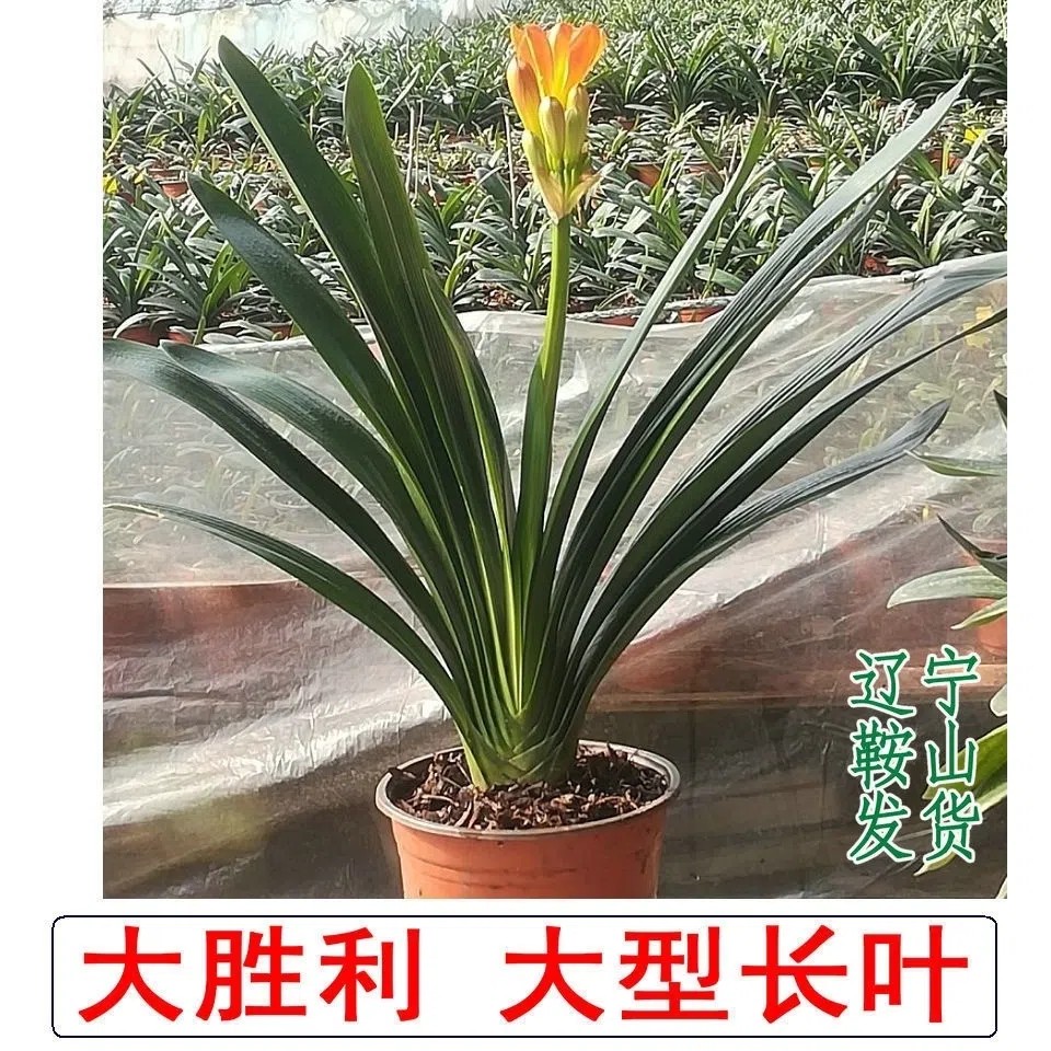 鞍山精品君子兰大胜利花苗窄叶长叶大小当年开花室内客厅盆栽绿植