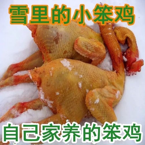 一宁家先杀大公鸡当年鸡7斤左右一只公鸡包邮土鸡