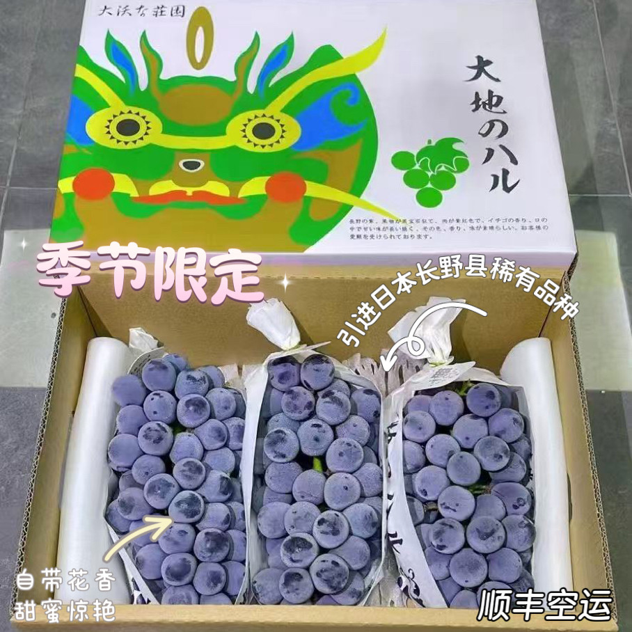 大地长野紫猫眼葡萄日本品种花香葡萄顺丰空运包邮