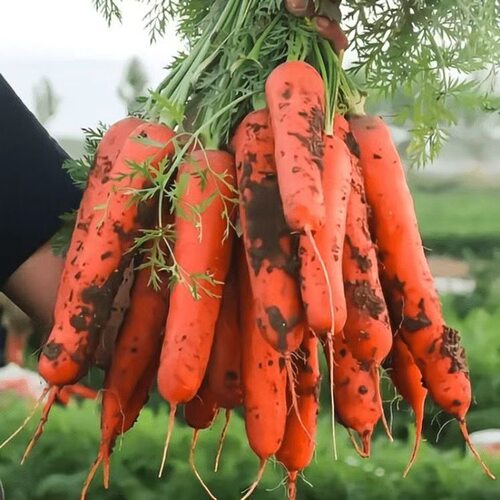 河南现挖现发沙地胡萝卜脆嫩