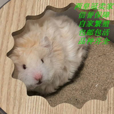 家养宠物小仓鼠活物波利三线银狐布丁老公公奶茶金丝熊宝宝活体鼠