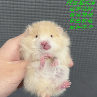 家养金丝熊稀有色眼线熊黑波利仓鼠健康活体包活包风险亲人蓝波