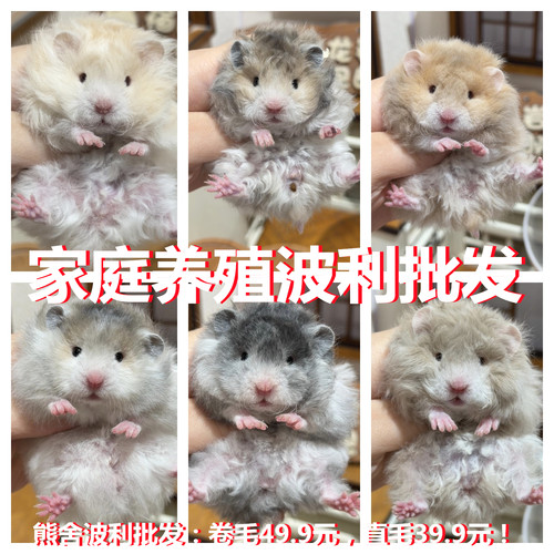 仓鼠活物家养繁殖宠物三线紫仓布丁银狐活体幼崽包活送盒包邮