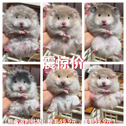 家养熊卷毛蜜波活物家养繁殖稀有卷毛黑火蜜波利纯银鸽灰肉桂仓鼠