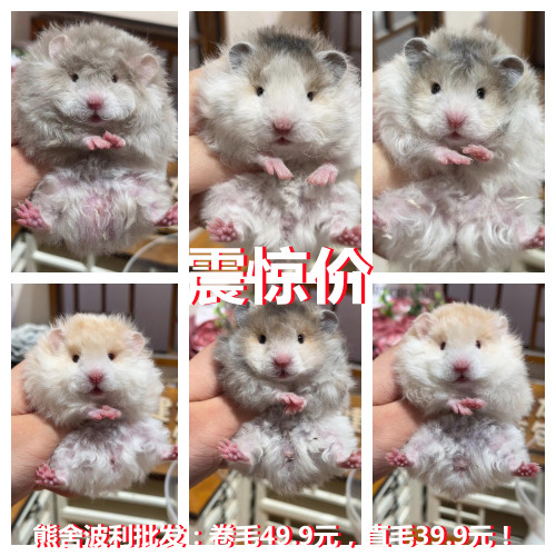 家养仓鼠巨型卷毛金丝熊活物卷毛黑黄密波利稀有蓝毛富养繁殖包活