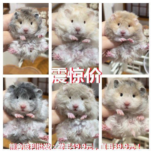仓鼠活物富养繁殖布丁波利紫仓银狐老公公老婆婆奶茶仓鼠活体宠物