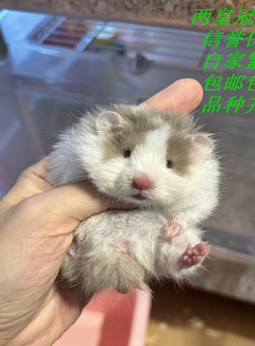 银狐仓鼠 白色主体灰色背线 波利类仓鼠包活，公母可选