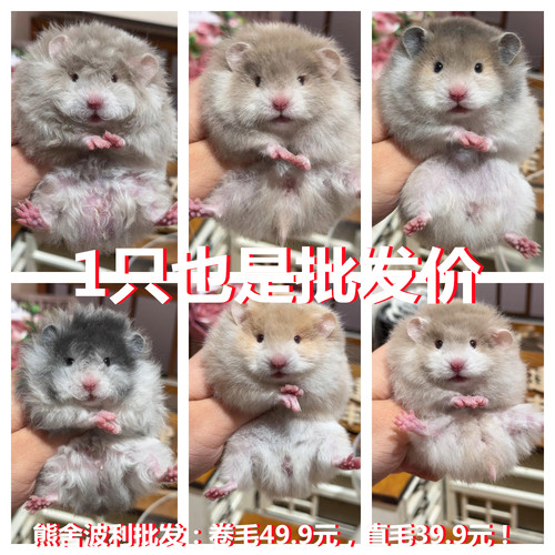 仓鼠金丝熊黑波利卷毛家养亲人健康