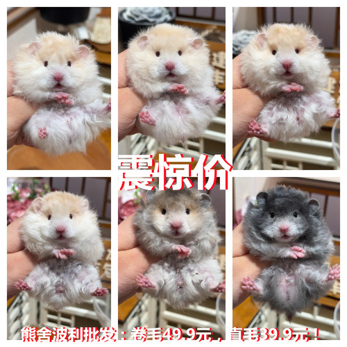 家养金丝熊蜜黑火波利长毛卷毛活体宠物活物家养繁殖包邮包活健康