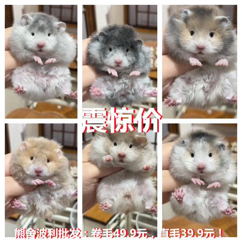 金丝熊仓鼠波利纹黑波力火波利黄波利肉桂波鸽灰波包邮家养宠物