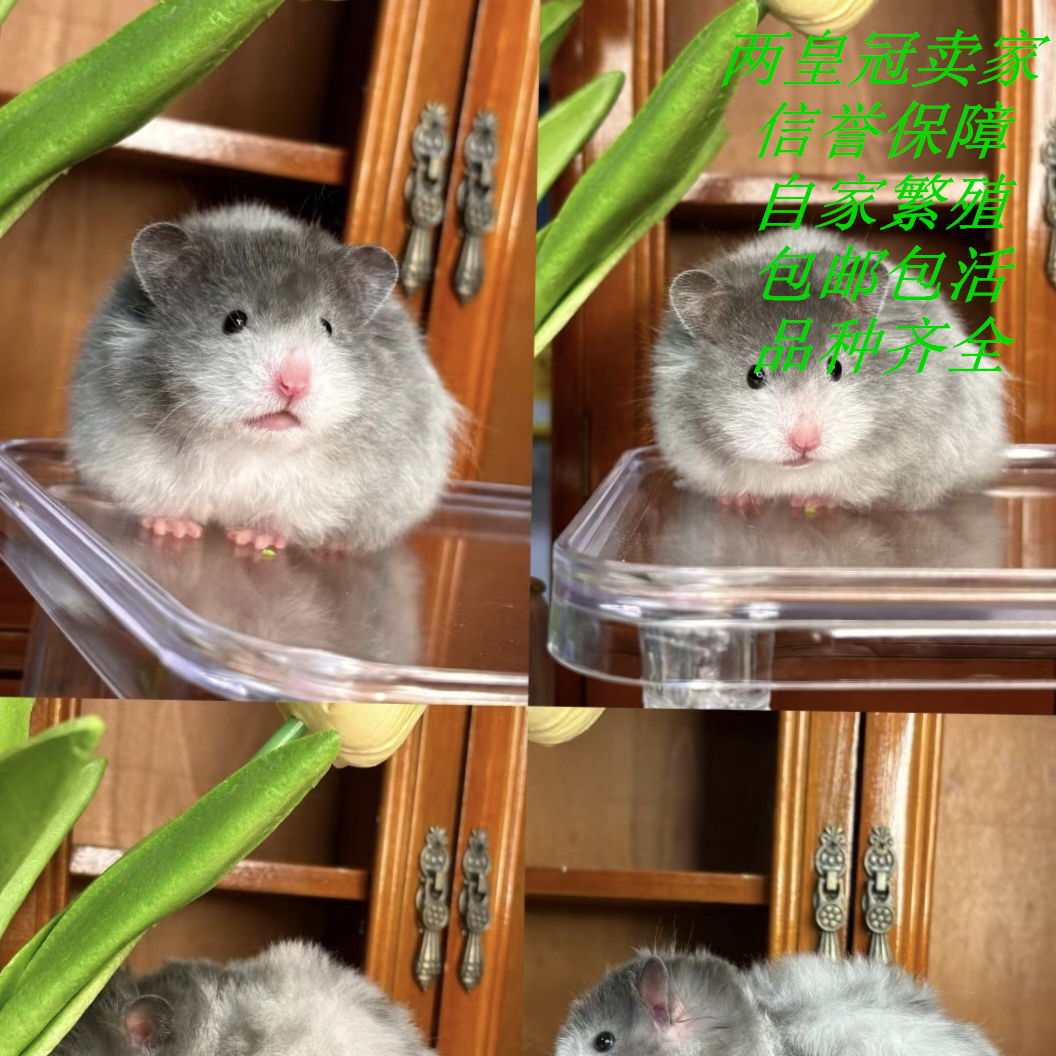 仓鼠活物富养繁殖不咬人活体小仓鼠公仔小苍鼠宠物公母波利金丝熊