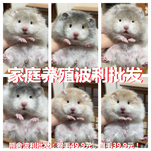 卷毛稀有金丝熊仓鼠活体眼线假面纯银鸽灰白熊亮毛熊包活富养繁殖