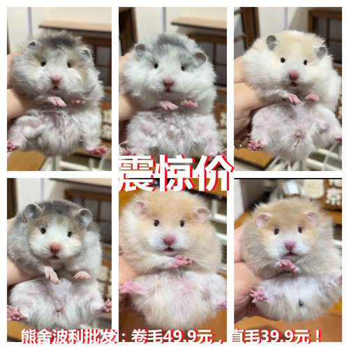 小仓鼠布丁波利金丝熊虎纹眼圈活物长毛紫仓便宜小宠物家养家居