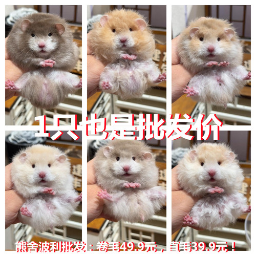 卷毛熊家养健康可爱上手温顺卷毛黄波利纹金丝熊西施熊稀有类亲人