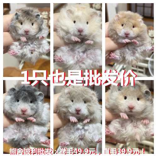 仓鼠活物家养繁殖布丁波利紫仓银狐老公公老婆婆奶茶仓鼠活体宠物