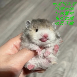 仓鼠活物卷毛熊纯银鸽灰黑玻璃黄波利白熊送运输盒家养性格温顺