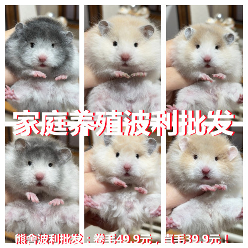 小仓鼠布丁银狐金丝熊虎纹眼圈活物长毛波利便宜小宠物家养家居