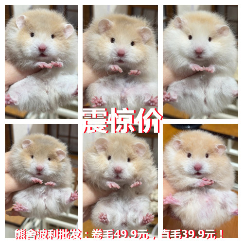 现货家养金丝熊黑波利卷毛卷毛黄波利肉桂波火波纯银包活
