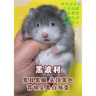 稀有波利仓鼠温顺金狐仓鼠活物活体宝宝老公公老婆婆幼崽情侣鼠