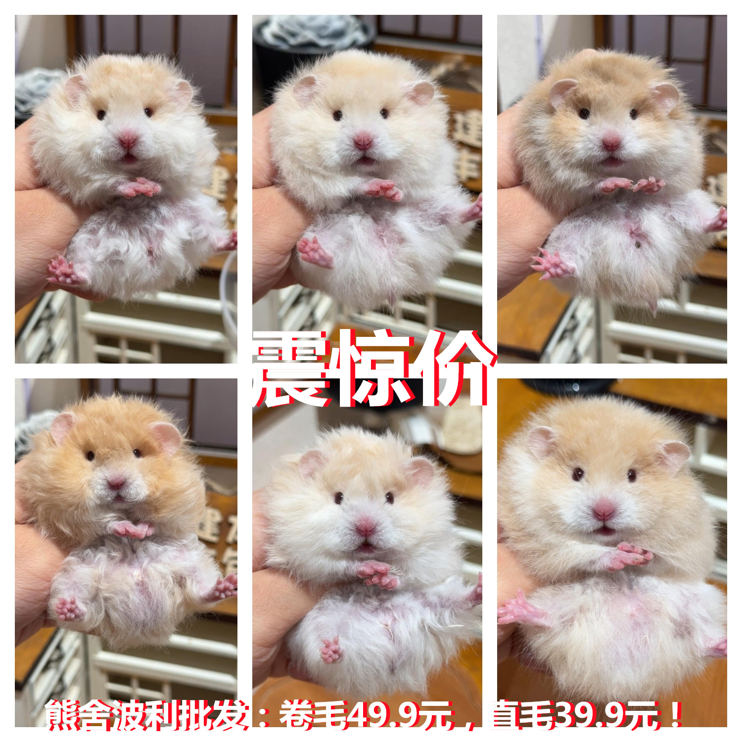 长毛熊金丝熊纯银熊眼线蜜色波利西施熊家养仓鼠熊温顺大仓鼠