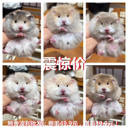 稀有小仓鼠活物富养繁殖银狐布丁紫仓波利宠物活体金丝熊一对包活