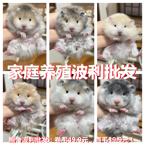 仓鼠活物家养繁殖宠物三线波利布丁银狐活体幼崽包活送盒包邮