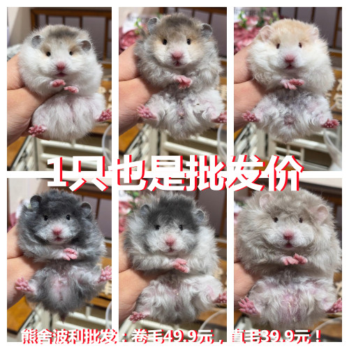 卷毛金丝熊仓鼠活物自养繁殖好养小宠物家养奶茶色巨型波利不咬人