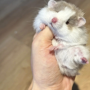 家养卷毛金丝熊绵羊卷卷纯银熊肉桂波利纹黑黄奶油面纹蜜眼线包活