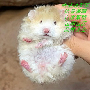 金丝熊 黑波利蓝波利巧克力波利肉桂波短毛卷毛卷毛直毛仓鼠包邮