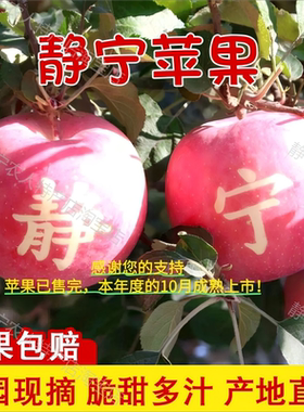 【感谢您的支持 苹果已售完】本年苹果将于10月成熟上市 欢迎品尝