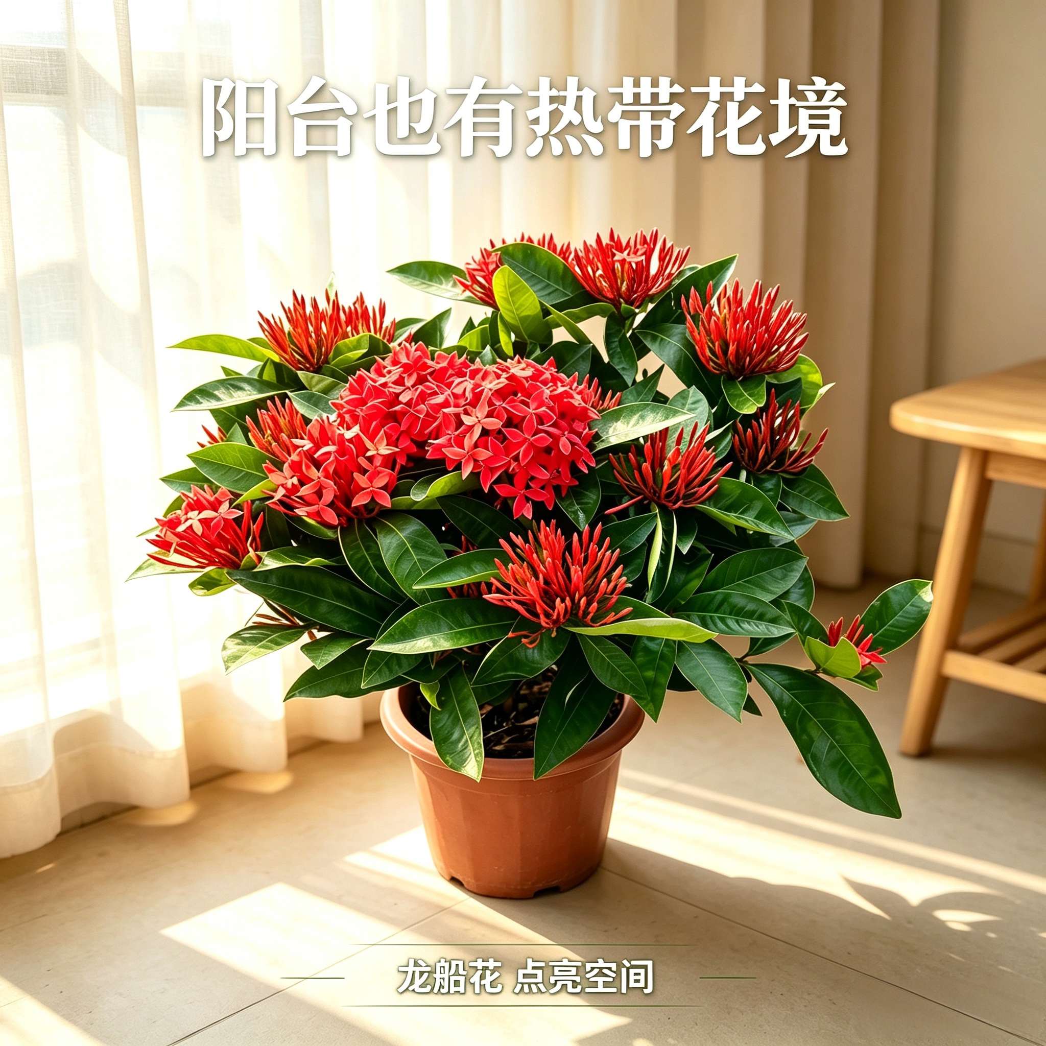 四季开花龙船花盆栽带苞老桩