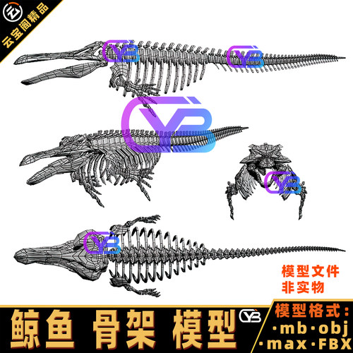 鲸鱼骨骼骨架3D模型海洋动物骨骼