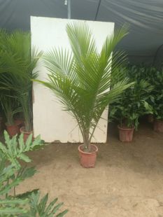 老桩国王椰空气除甲醛绿植