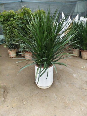 三颗黑珍珠龙须老桩办公室客厅大小型绿植净化空气植物