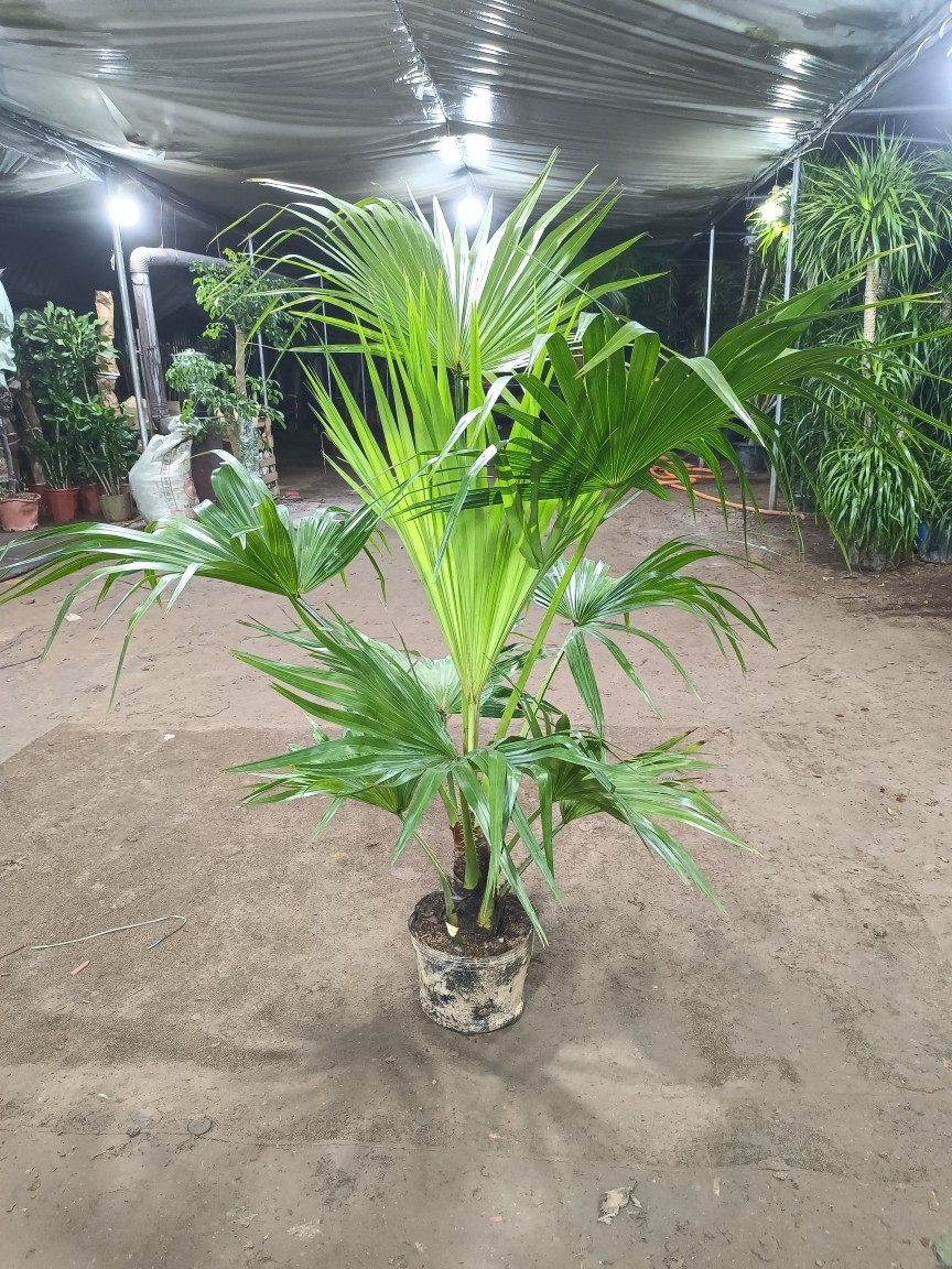 蒲葵室内外净化空气绿植