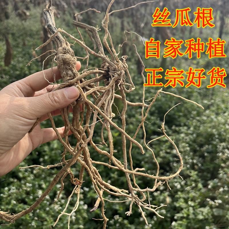 霜后丝瓜根自家种植的丝瓜的根部