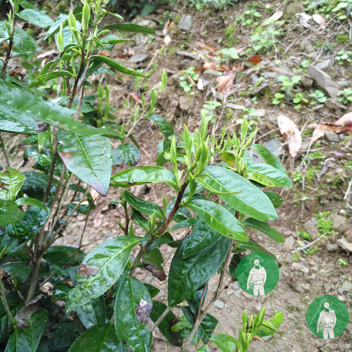 古树茶储叶特级仙芝浮北小茶农