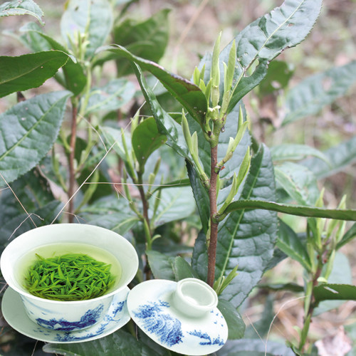 储叶种江西浮梁茶明前茶新茶