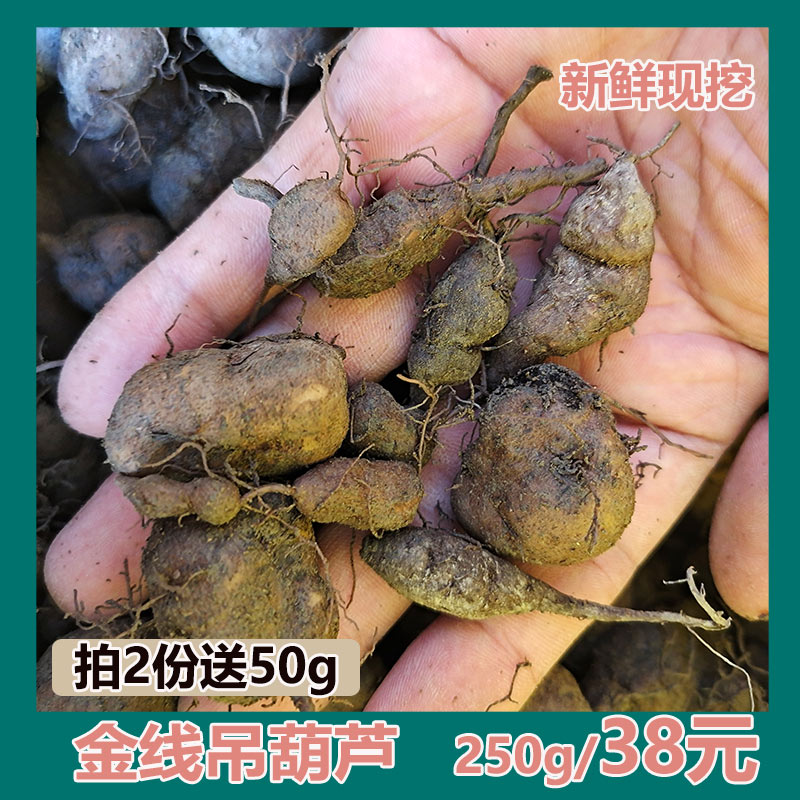 广西野生新鲜三叶青中药丝线吊金钟石猴子草药金线吊葫芦250g