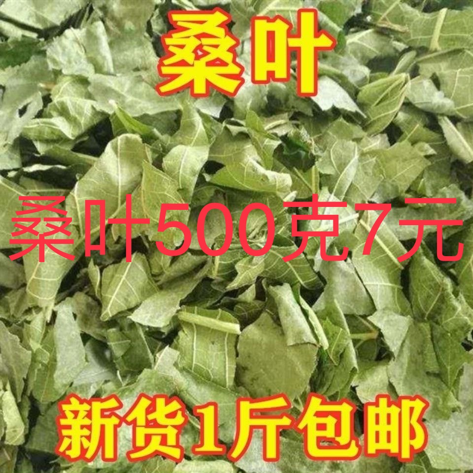 中药正宗桑叶霜后桑叶新货无硫桑叶新鲜桑叶泡茶滋规格包邮