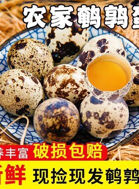 70枚高营养鸟蛋杂粮喂养生鲜批发孕妇鹌鹑蛋新鲜营养宝宝辅食农家
